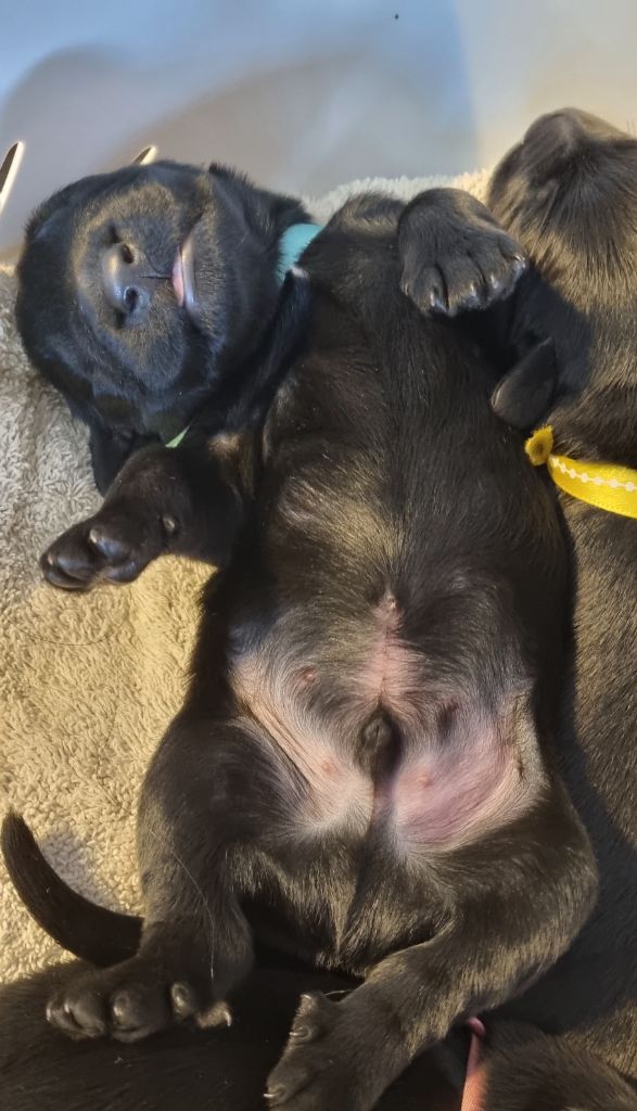 Chiots de Molly