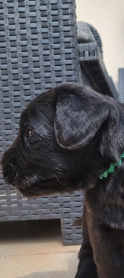 CHIOT
