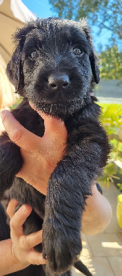 CHIOT