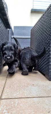 CHIOT