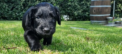 CHIOT