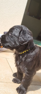 CHIOT